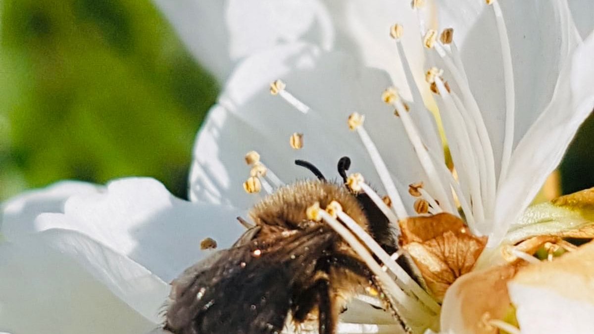 Victoria Piechotta - Ich habe in dem Bild eine auf einer Blume sitzende Biene fotografiert. Diese Biene steht symbolisch für den Beginn des Neuen Lebens. Bienen sind für die Artenvielfalt wichtig und für das Ökosystem unersetzbar. Durch das Bestäuben von Bienen können wir viele vitaminreiche Nahrungsmittel essen und die Vielfalt an Blumen genießen.
